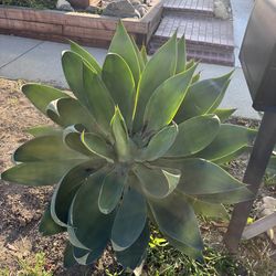 Agave Plants - Free