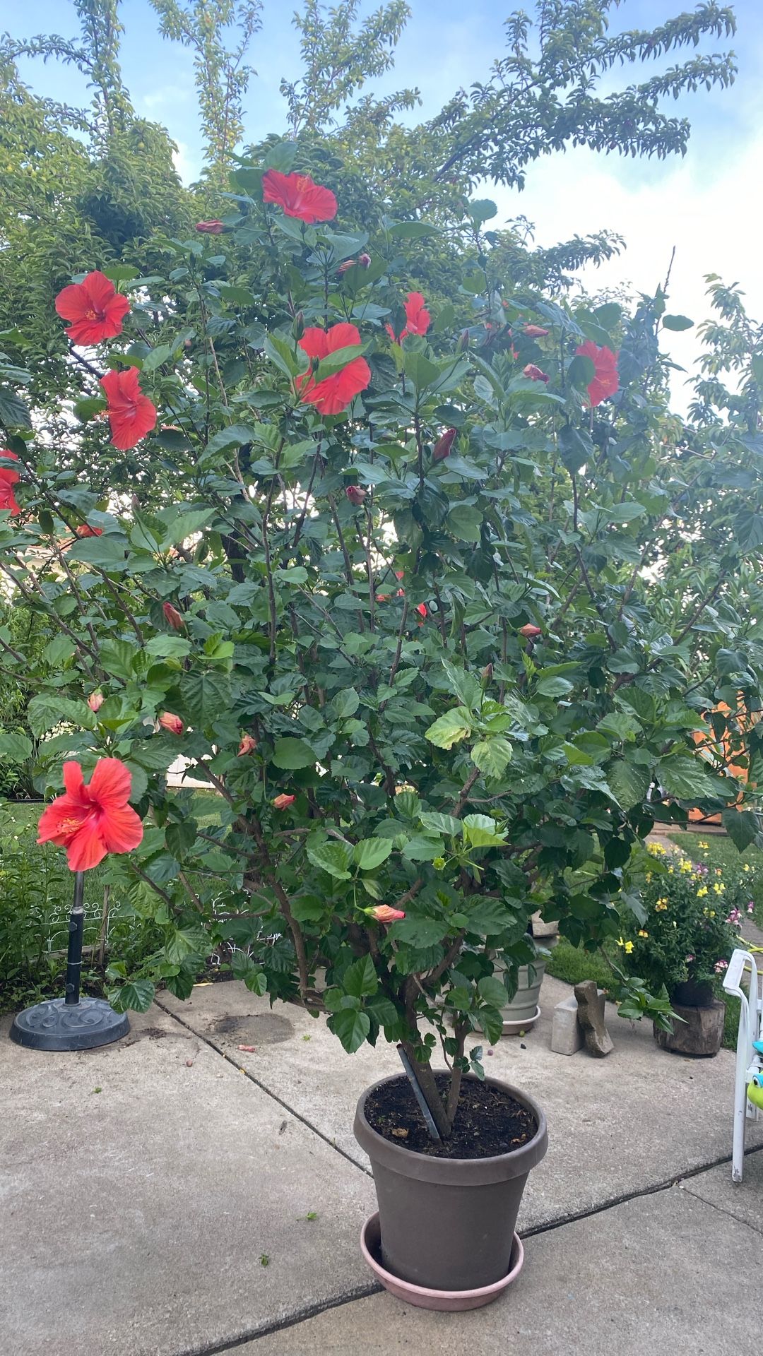 Hibiscus Tree