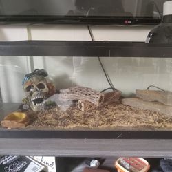 Lizard 🦎 Tank 
