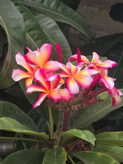 🚨 UNIQUE 2-COLOR COMBO PLUMERIA TREE IN WOOD PLANTER 🚨