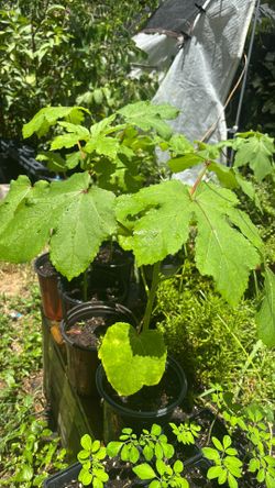 Okra