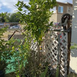 Limón  Lisbon  Grande