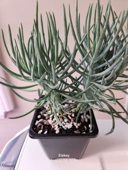 Mermaids Tail  Crested Tail Rare