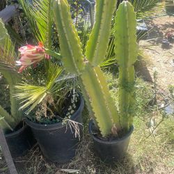 Cactus 