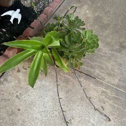 Mixed Succulents In Red Ceramic