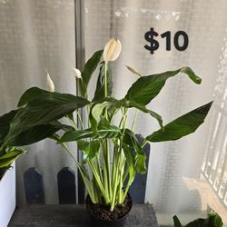 Peace Lily Plant
