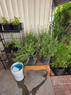 Texas sage plants