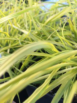 Perennial Grasses! Gorgeous lush plants.