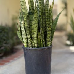 Sansevieria Snake Plant