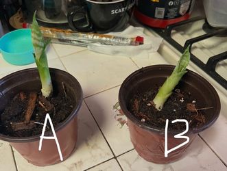Snake plant Pup