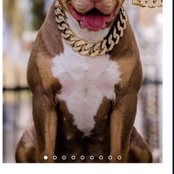 Gold Cuban Link Chain With Leash 