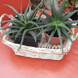 Aloe Plant