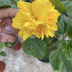 Plantas De Tulipán  Amarillo Doble