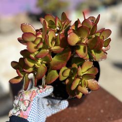 Crassula Portulacea , Rare Succulent Plant/ Bonsai 