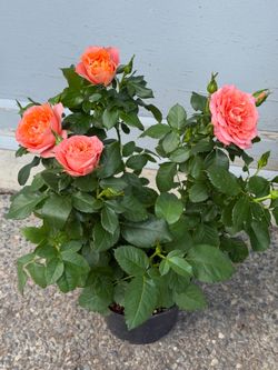 Mini rose
