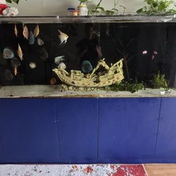 Aquarium 300 Gallons Like New 