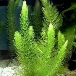 Hornwort 