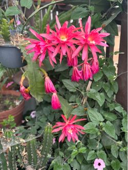 Epiphyllum