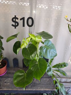 Monstera