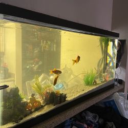 55 Gallon Fish Tank 
