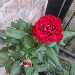 Rose 🌹 Plant 