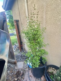 Organic Pomegranate Fruit Tree 5F Tall