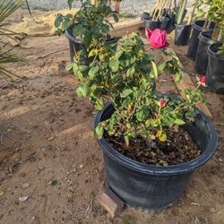 $60 Large Perfume Delight Rose Delivery Is Available 