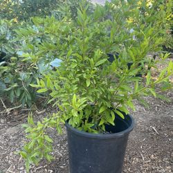 Hawaiian Red Pomegranate Plant