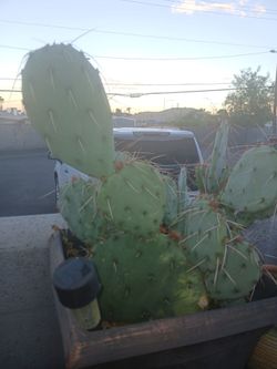 Prickly Pear Cactus