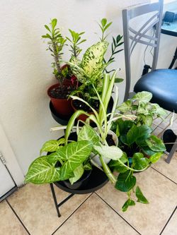 Plants for sale 10 each