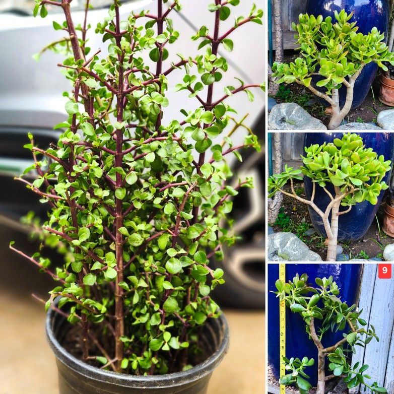 Elephant Bush Jade Plant Succulent "Portulacaria Afra" - 2.5' ft. Tall + 3x Large Jade Plants!  🌿