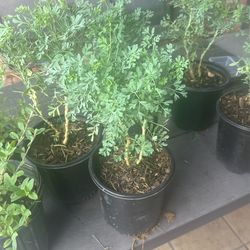 Ruda / Herb
