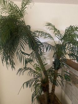 Large Indoor Palm Tree Plant