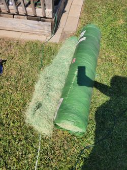 Grass