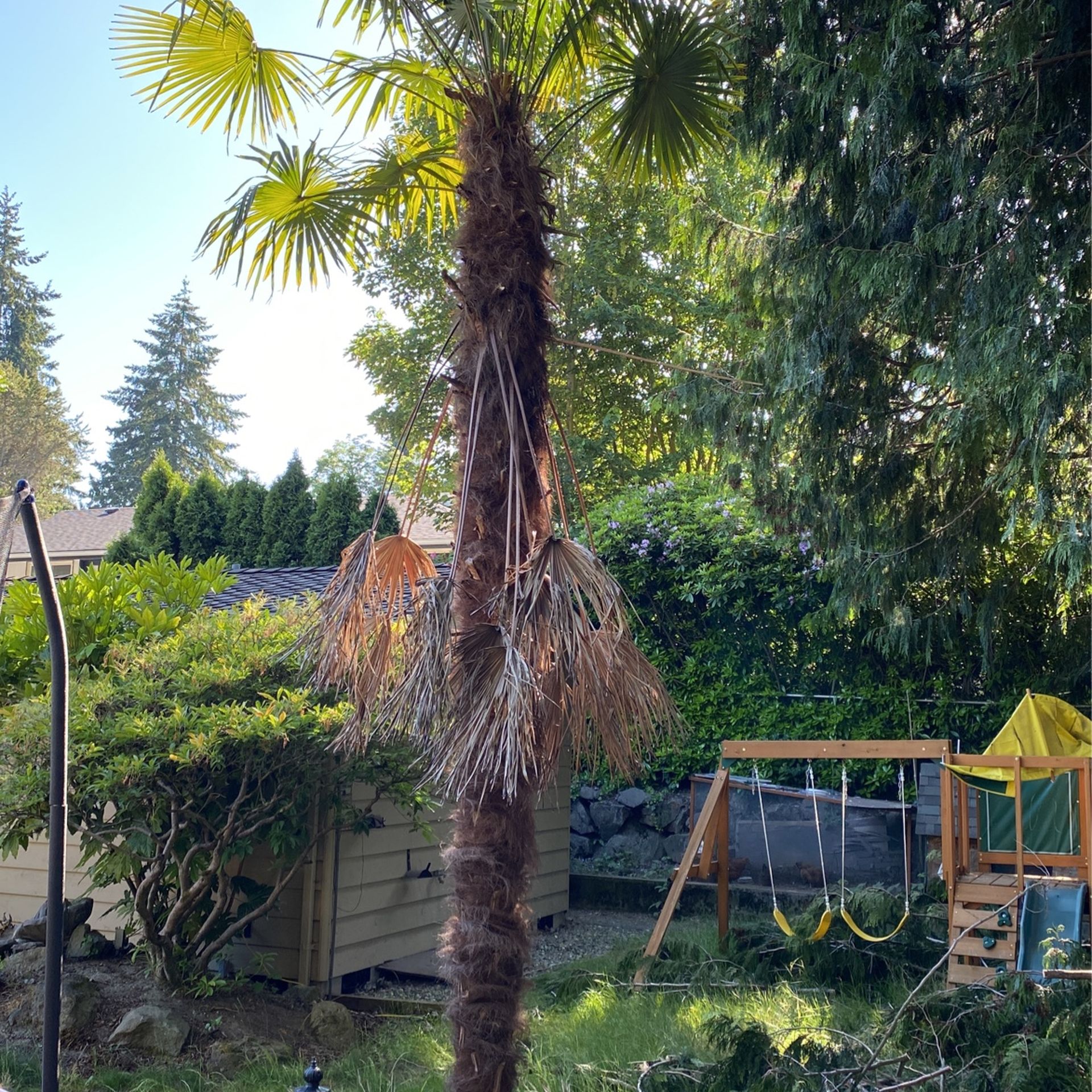 big Palm Tree