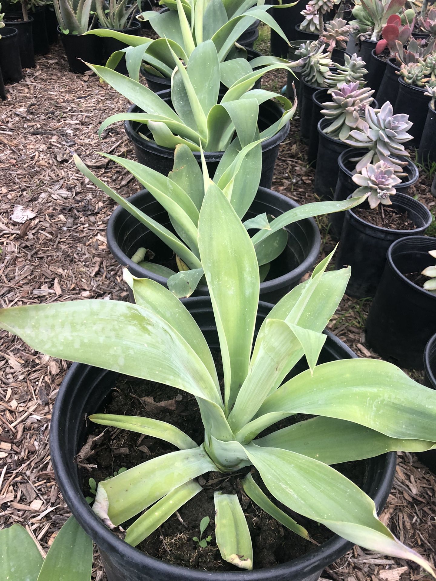 Foxtail agave plant in a 5gallon nursery pot