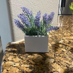 Indoor Decoration Plant