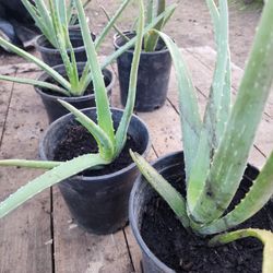 Aloe Vera Barbadensis plants 6 " - 20" Pots