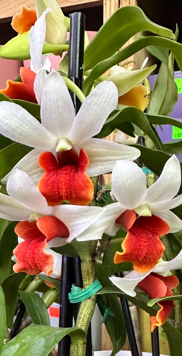 Dendrobium Dawn Frost Red Lips Very Rare Orchid 