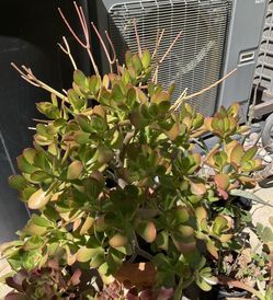 Succulents In Terra Cotta Pot