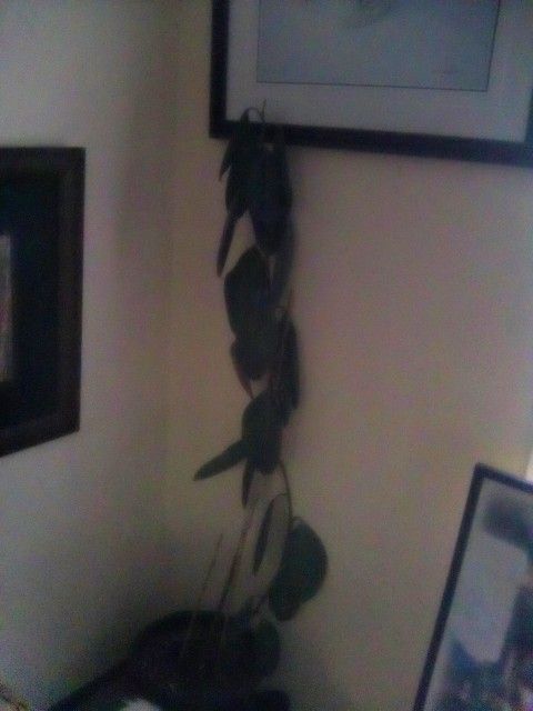 COOL REAL RUBBER TREE PLANT