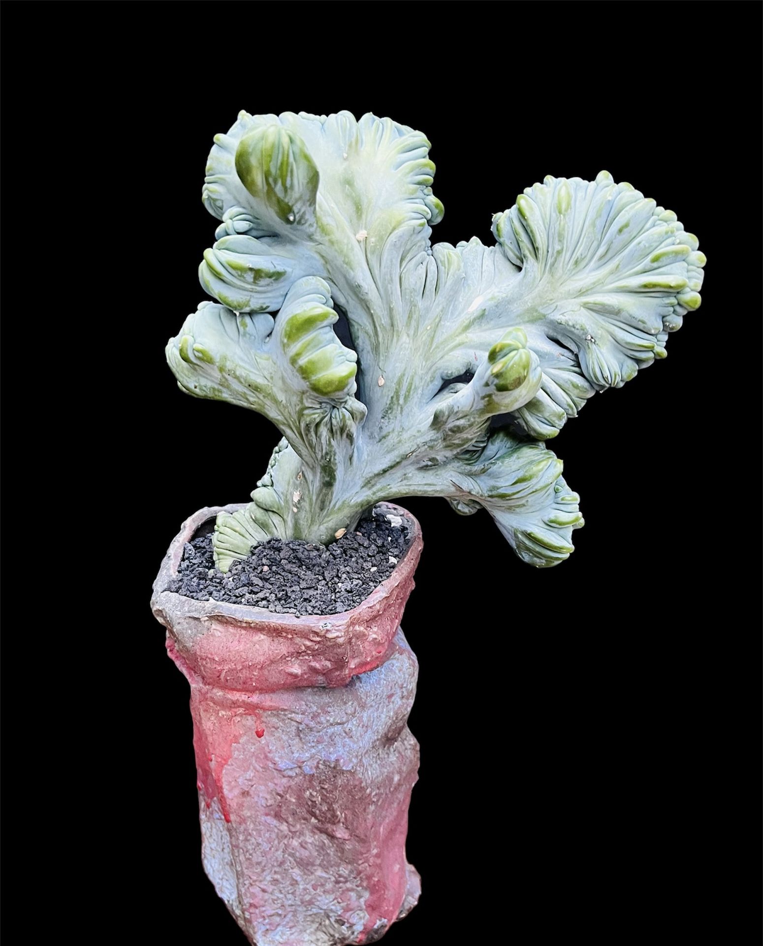 Blue Candle Cactus Imported Rare