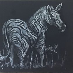 Zebra