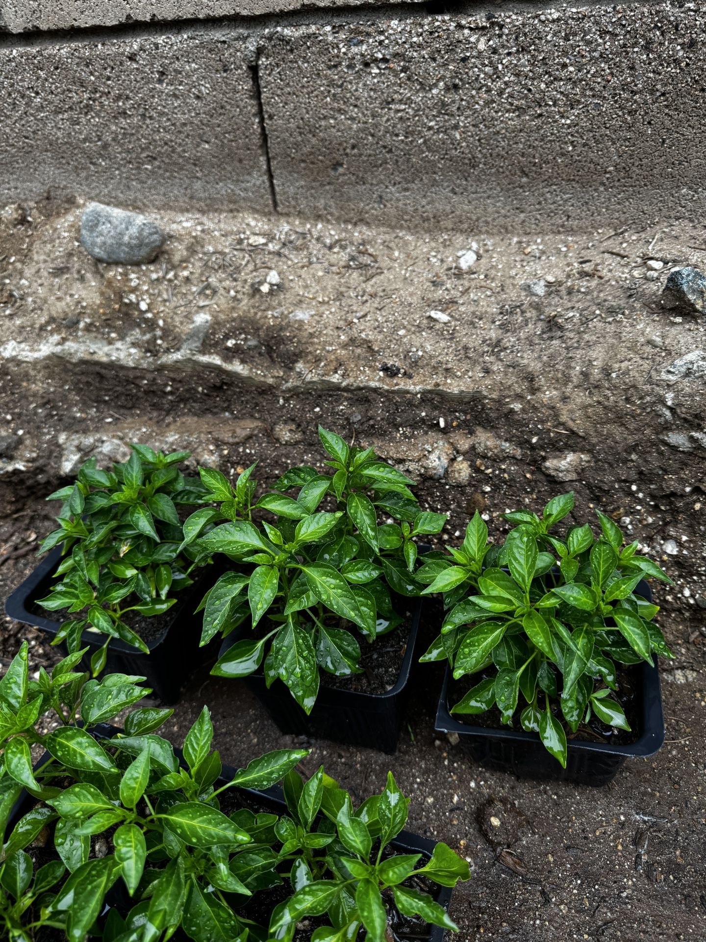 Super Red Hot Chili Pepper plant