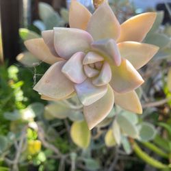 “Ghost Plant” “Mother Of Pearl” Succulent Plant 