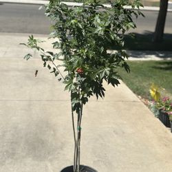 Red Orange Chinese Lantern Plant 🌳🧡