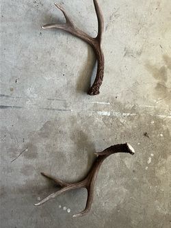 Natural Deer Antler Sheds – Set of 2