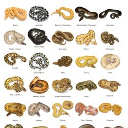 Ball Python Snake Morph Poster 