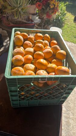 Organic persimmons