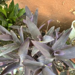 Planta